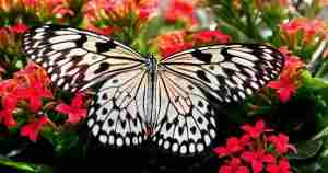 butterfly with pretty flowers